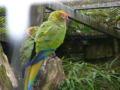 Aratinga auricapillus aurifrons