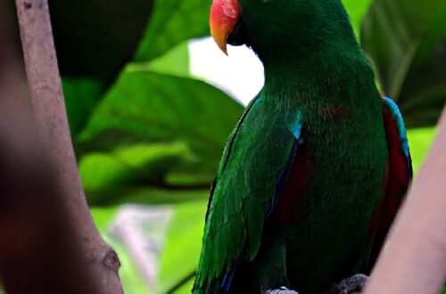Eclectus roratus