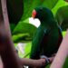 Eclectus roratus