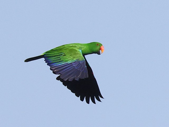 loro eclectus volando