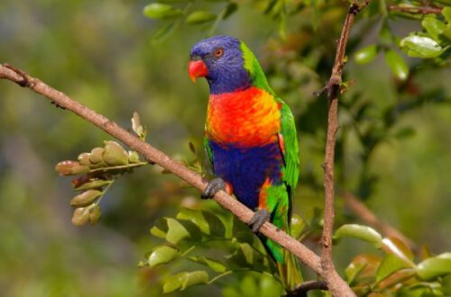 loro-arcoiris-de-australia