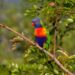 loro-arcoiris-de-australia
