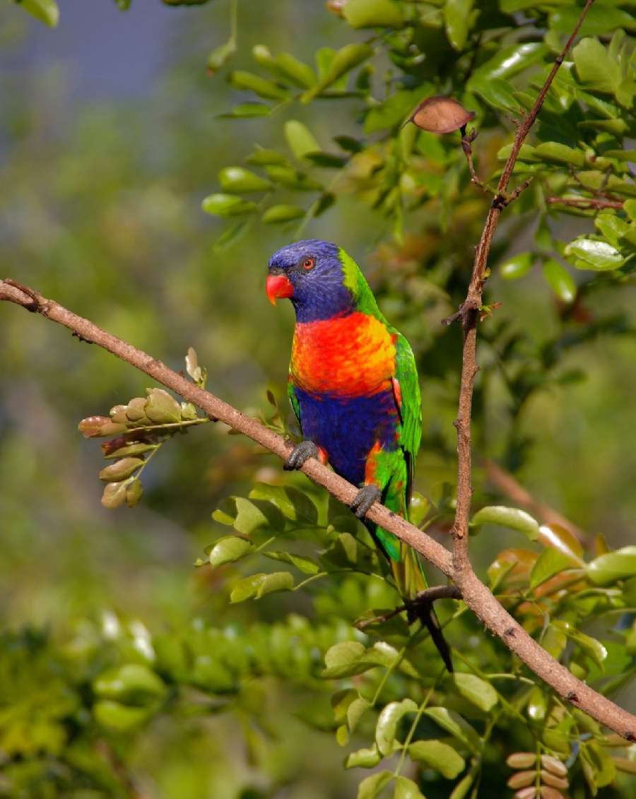 loro-arcoiris-de-australia