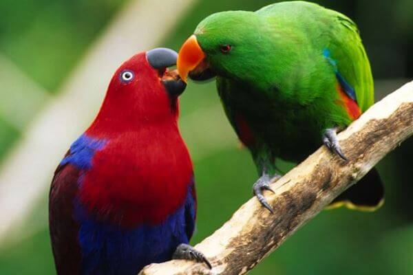 dimorfismo sexual en el loro eclectus