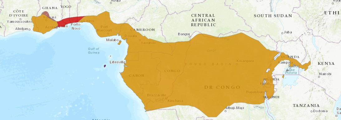 habitat del loro gris africano de cola roja