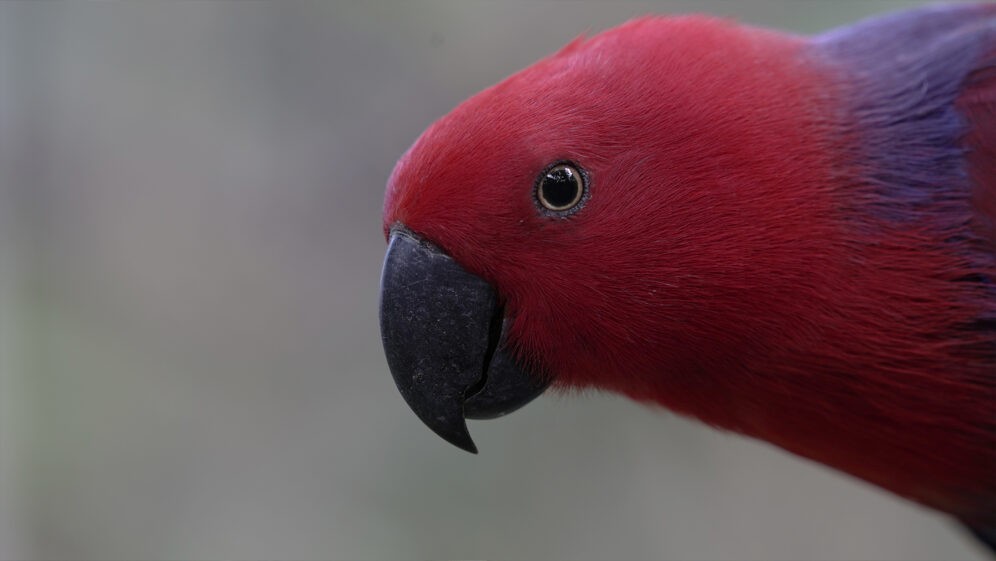 hembra de loro eclectus color rojo