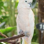 Cacatua moluccensis