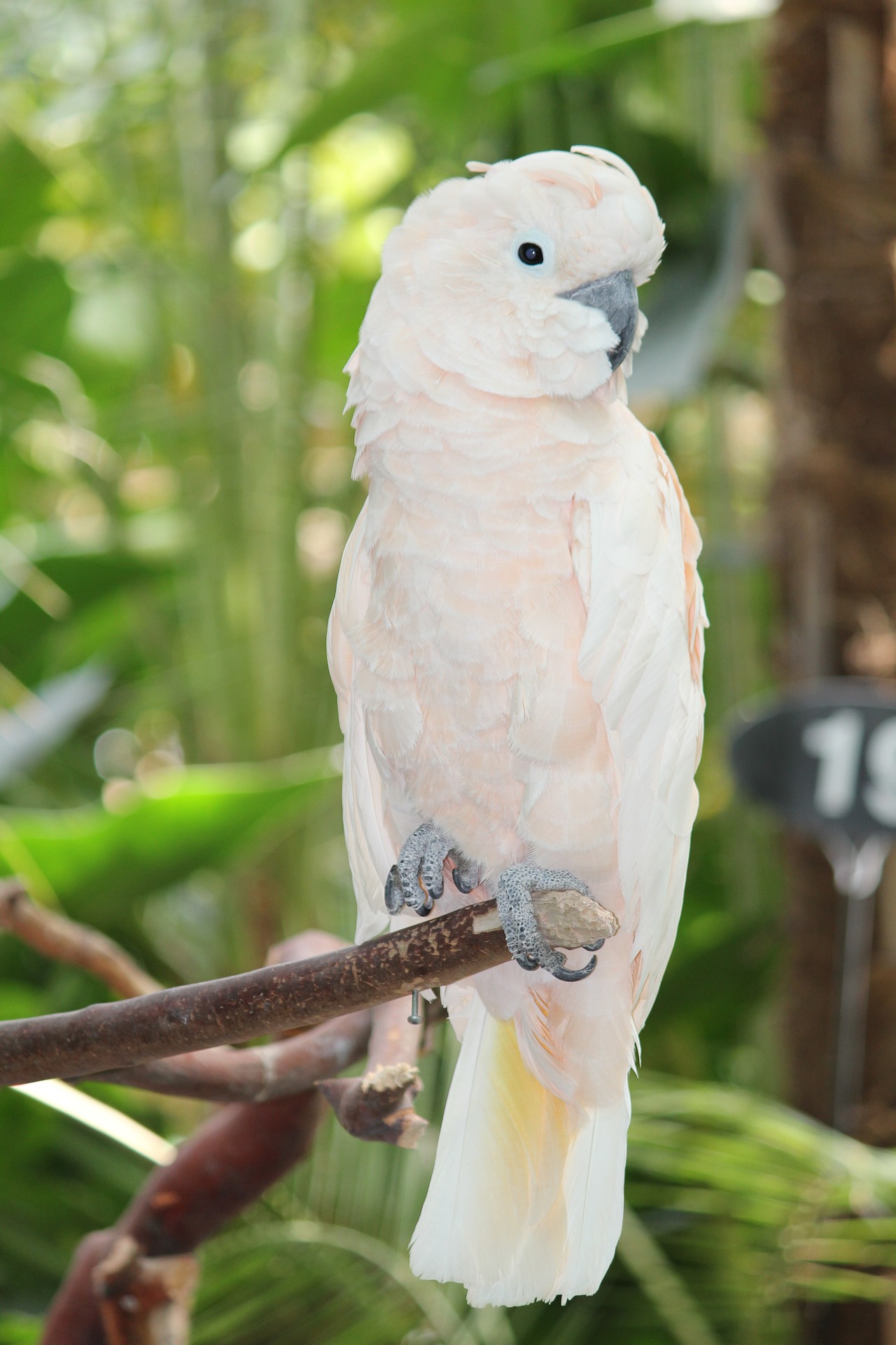 Cacatua moluccensis