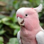 Eolophus roseicapilla