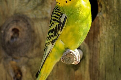periquito-australiano-amarillo