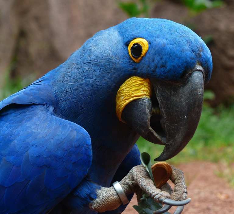 jacinto | los loros sonoros