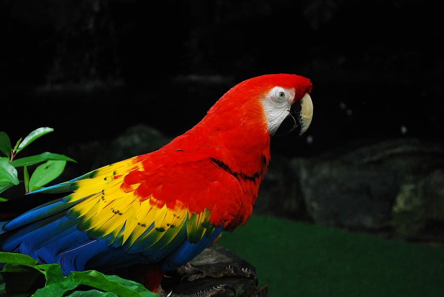 guacamaya roja
