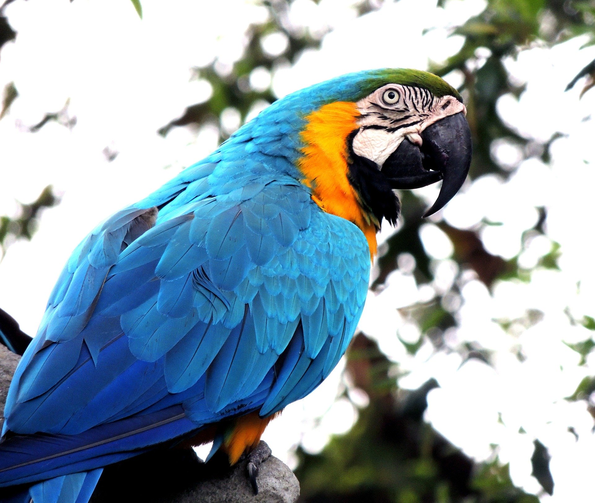 guacamayo azul y amarillo ara ararauna