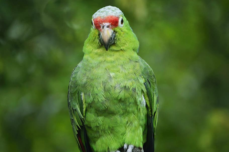 loro verde ecuador