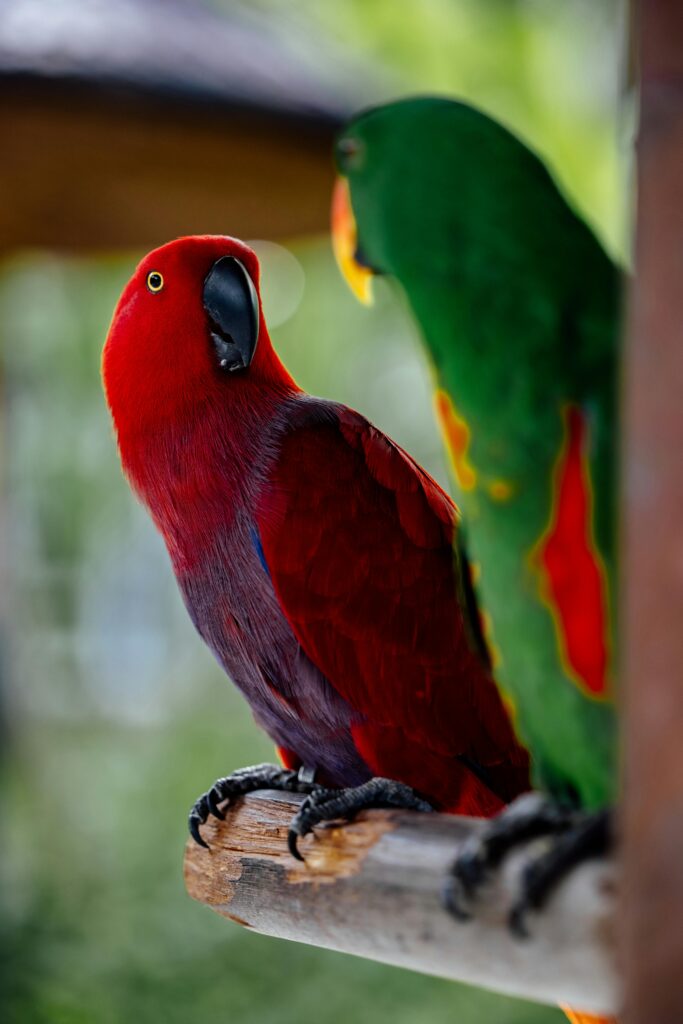loros-eclectus-roratus
