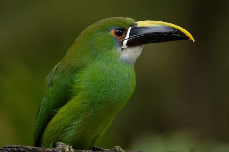 tucan esmeralda montaña