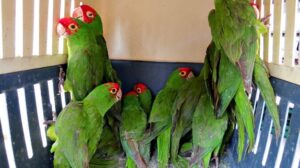 trafico ilegal de aves