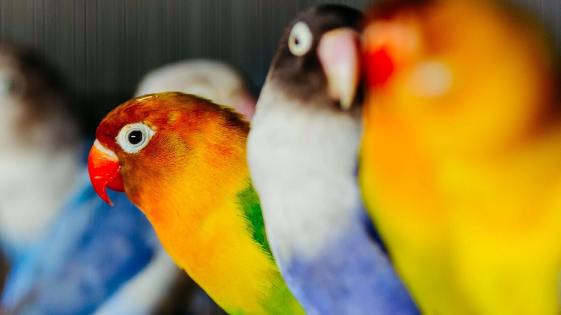 guia-para-cuidados-del-agapornis